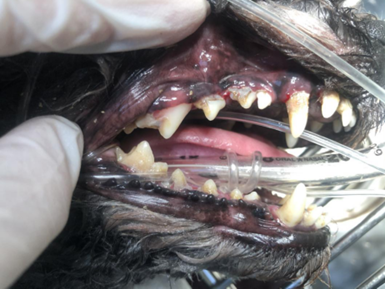 手术前，狗狗牙齿情况.png