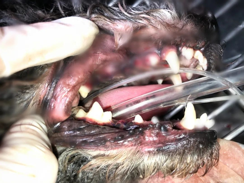 手术后：坏牙被处理掉，牙齿“洗白白”~.png
