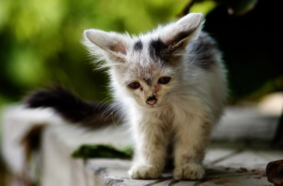 猫咪闻花会不会中毒，花对猫咪有害吗？